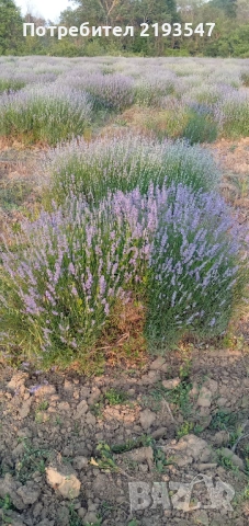 Пчелни майки и отводки , снимка 3 - За пчели - 53461329