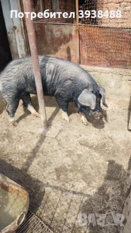 Продавам нерез Иберико , снимка 3 - Прасета - 54195832