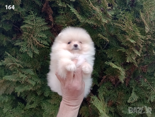 Мъжки и женски Померани. Реални снимки от 22.03.26 г. , снимка 4 - Померан - 53910902