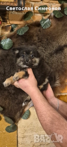 Мини померански шпиц и 2 бр пинчери, снимка 10 - Пинчер - 52832815