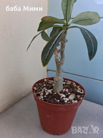 Адениум - Пустинна роза, снимка 2 - Стайни растения - 33928441