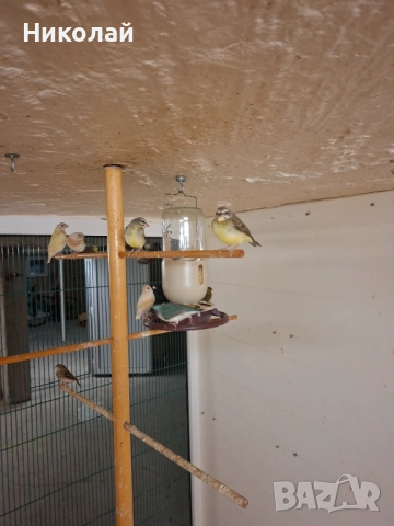 Мозамбикски Канарчетата!, снимка 5 - Амадини - 52827113