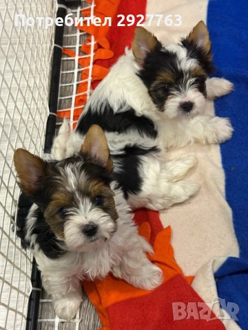 Бивер йоркширски териер