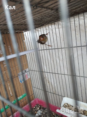 Хибрид, снимка 5 - Канари - 53315983
