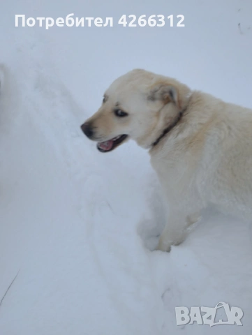 Подарявам женско куче., снимка 4 - Лабрадор ретривър - 53505544