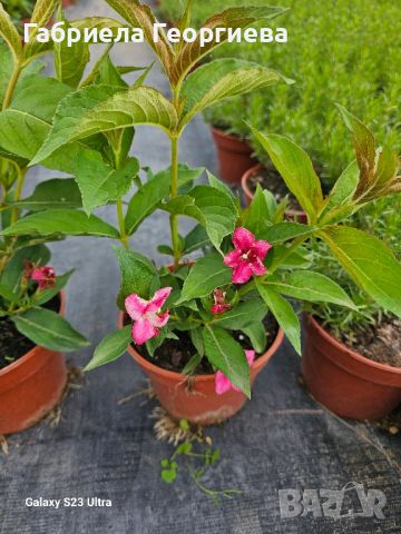 Вайгела червена , снимка 1 - Градински цветя и растения - 46472505