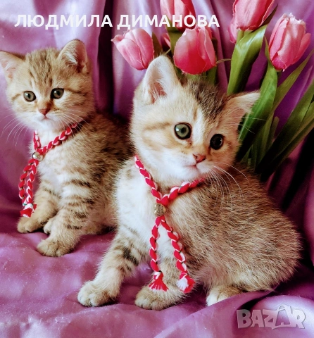 Шотландски мъжки златни чинчили. , снимка 9 - Британска късокосместа - 53619769