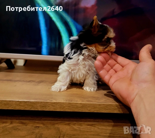 Бивер йоркширски териер (Biewer-Yorkie), снимка 8 - Йоркширски териер - 53409225