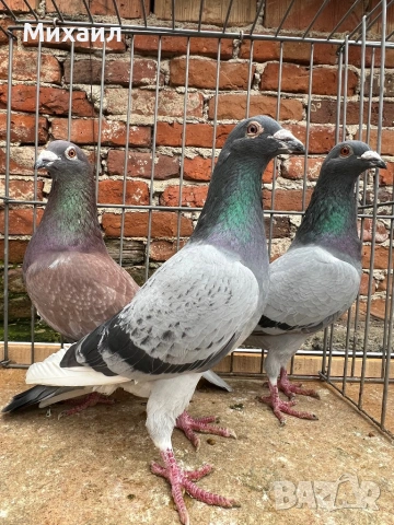 Пощенски гълъби