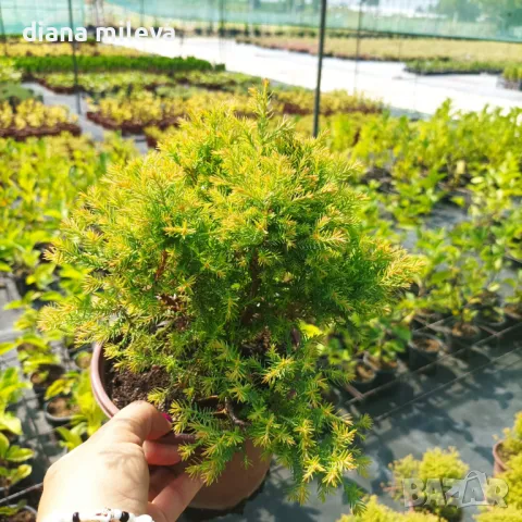 Западна туя Рейнголд (Thuja occidentalis Rheingold), студоустойчива, снимка 7 - Градински цветя и растения - 37392581