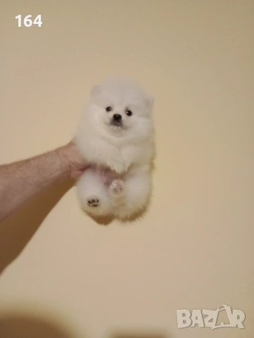 Померани. Реални снимки от 15.04.26 г. , снимка 2 - Померан - 54219294