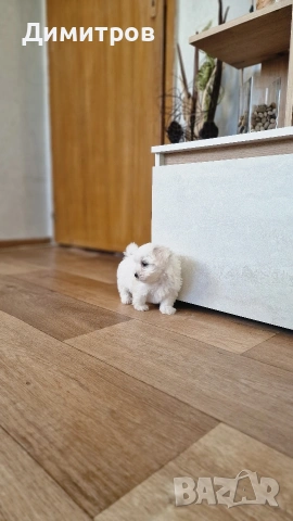 продавам малтийски болонки мъжки и женски ваксинирани и обезпаразитени 