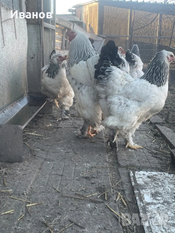 Петли и кокошки Брама, снимка 3 - Кокошки и пуйки - 53747586