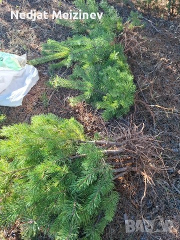 Бор- бял и черен фиданки, снимка 4 - Разсади - 51992947