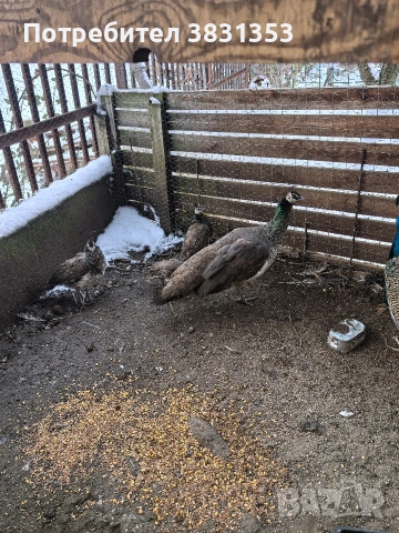 Семейство индийски пауни, снимка 4 - други­ - 53238734