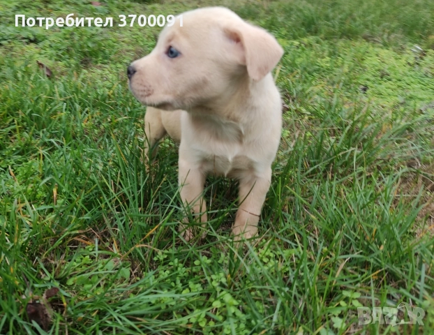 питбул , снимка 3 - Питбул - 52574169