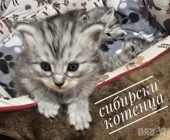 Писмени консултации за котки, котета и котараци, научни статии за публични издания, снимка 13 - Проекти - 49097324