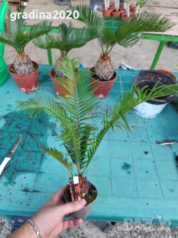 ЦИКАС, снимка 2 - Разсади - 48406396