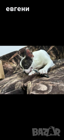 Продава се  Френски булдог- момиче, снимка 8 - Френски булдог - 54209135