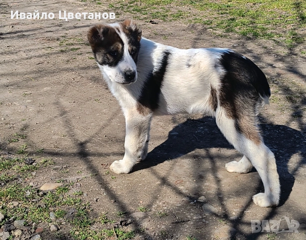 Алабай, снимка 2 - Алабай - 53766290