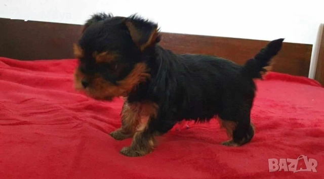 мини йоркширски териер, снимка 8 - Йоркширски териер - 53008463