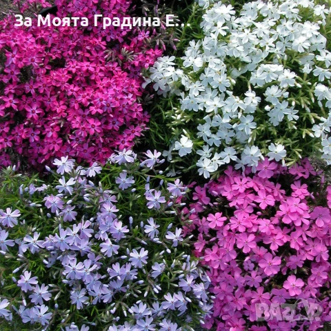 Флокс - 6 цвята /Почвопокривен и каскаден, снимка 5 - Градински цветя и растения - 54020877
