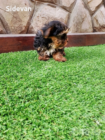 Йоркширски териер , снимка 6 - Йоркширски териер - 53695539