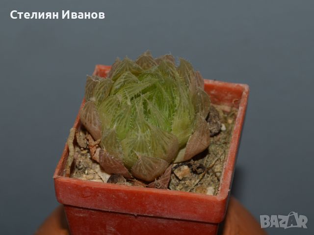 Хавортия на Купър (Haworthia cooperi), снимка 1 - Стайни растения - 37398404