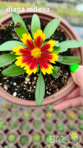 ореопсис Злато и Бронз, Coreopsis grandiflora UpTick™ Gold & Bronze, студоустойчив и многогодишен, снимка 9 - Градински цветя и растения - 54071950