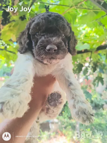 Lagotto Romagnolo , снимка 1