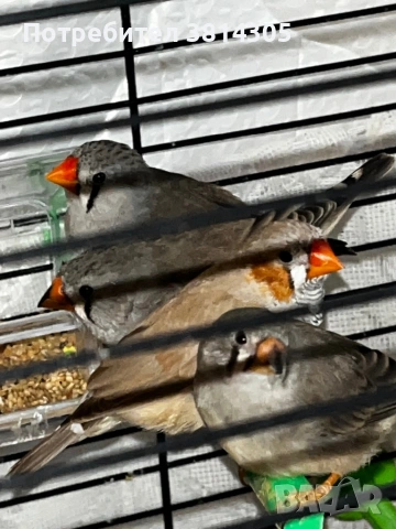 Зеброви амадини/ финки, снимка 3 - Амадини - 54195404