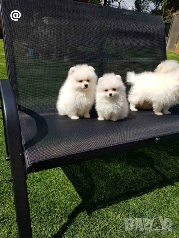 Померан померанчета Гр София , снимка 6 - Померан - 54156420