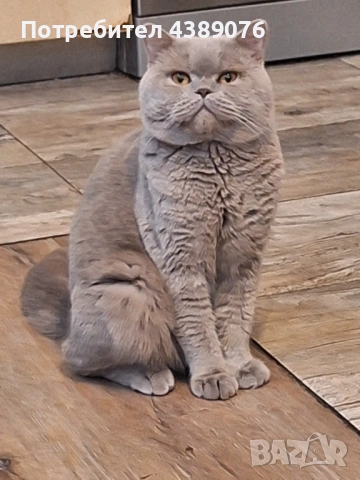 Чистокръвен лилав британец за разплод., снимка 13 - Британска късокосместа - 53074578