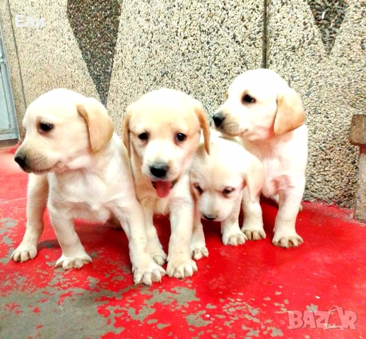 Лабрадор ретривър , снимка 2 - Лабрадор ретривър - 52594915