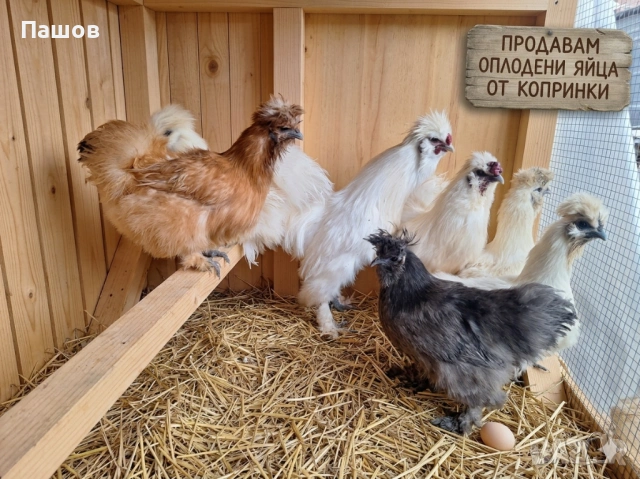 Продавам разплодни яйца от копринки,оплодени