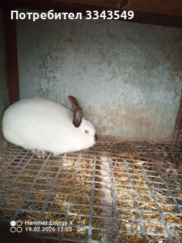 Зайци на 4 месеца, снимка 2 - Други - 53562063