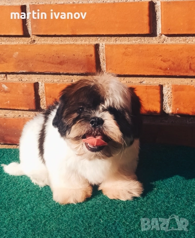 Кученца шитцу, снимка 5 - Ши Тцу - 52810323