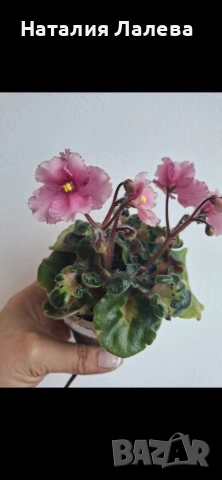 Мини сентполия БР- сама нежность спорт, снимка 3 - Стайни растения - 54289255