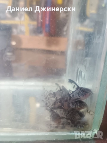 сом Коридорас (тигрово сомче), снимка 4 - Рибки - 53299050
