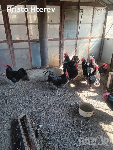 Петли на девет месеца Австралорп 0899847173, снимка 2 - Кокошки и пуйки - 53732739