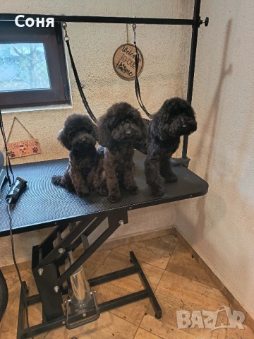 Мини пуделчета