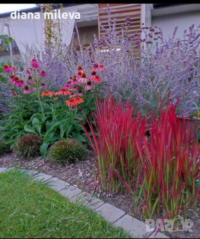 Императа Червен Барон, Imperata 'Red Baron', Декоративна трева, снимка 8 - Градински цветя и растения - 37058656