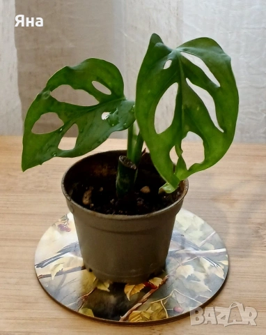 Монстера "Адансоний"