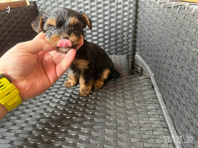 Йоркширски териер Актуално от 18.2.2026, снимка 2 - Йоркширски териер - 53379580