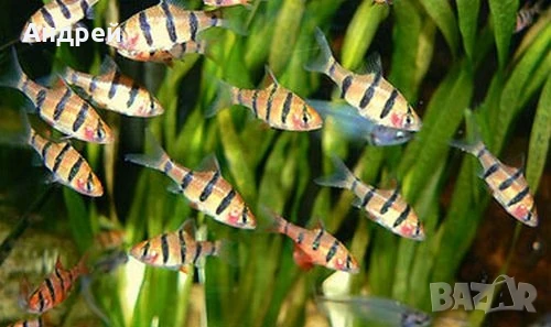 Барбус Пентазона