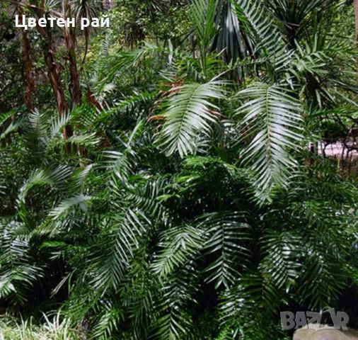 Палма Хамедорея елегантс в саксия ф13 , снимка 3 - Градински цветя и растения - 53064200