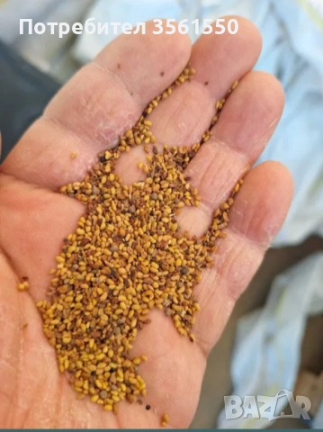 Семе Люцерново семе 