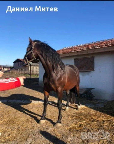 жребец, снимка 2 - Коне - 52481882