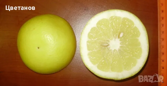 Грейпфрут сорт Марш Сийдлес, снимка 3 - Стайни растения - 49667981