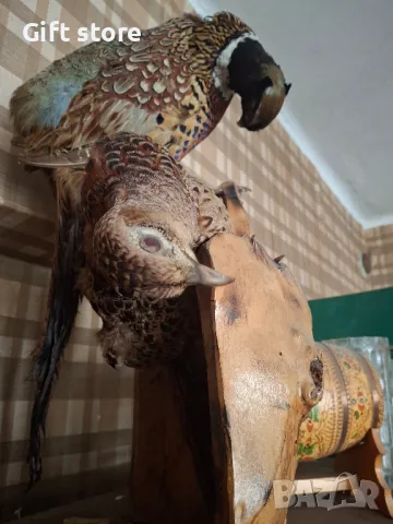 Фазани препарирани